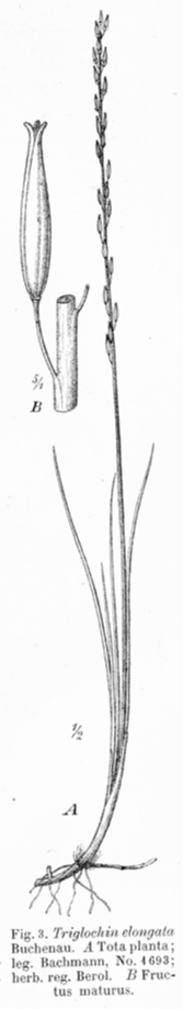 Juncaginaceae Triglochin elongata