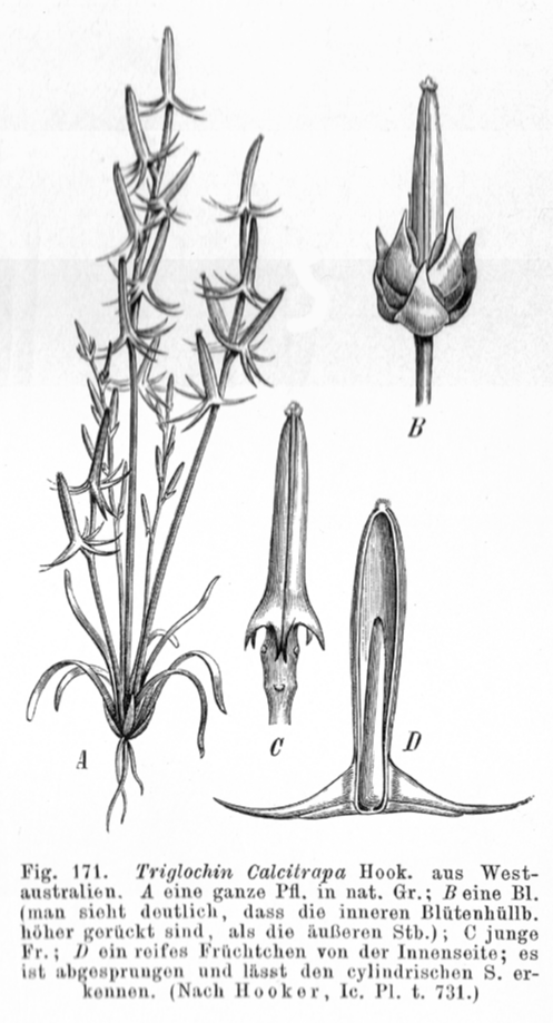 Juncaginaceae Triglochin calcitrapa