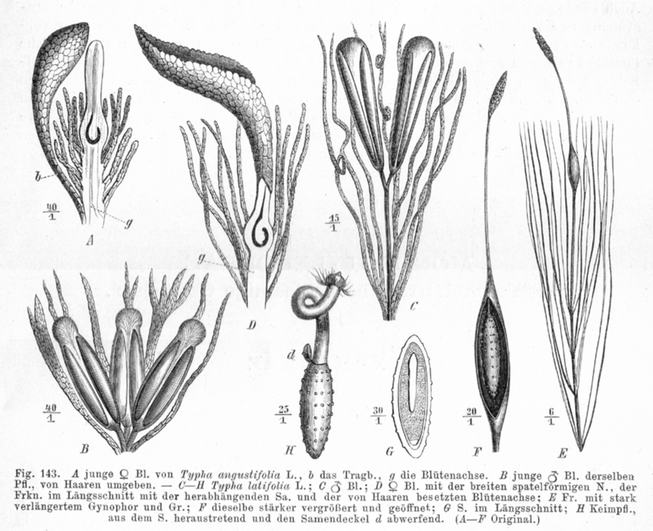 Typhaceae Typha angustifolia