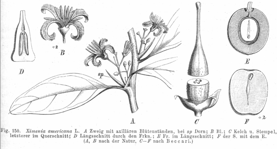 Ximeniaceae Ximenia americana