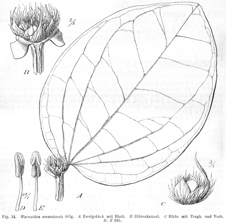 Melastomataceae Warneckea amaniensis