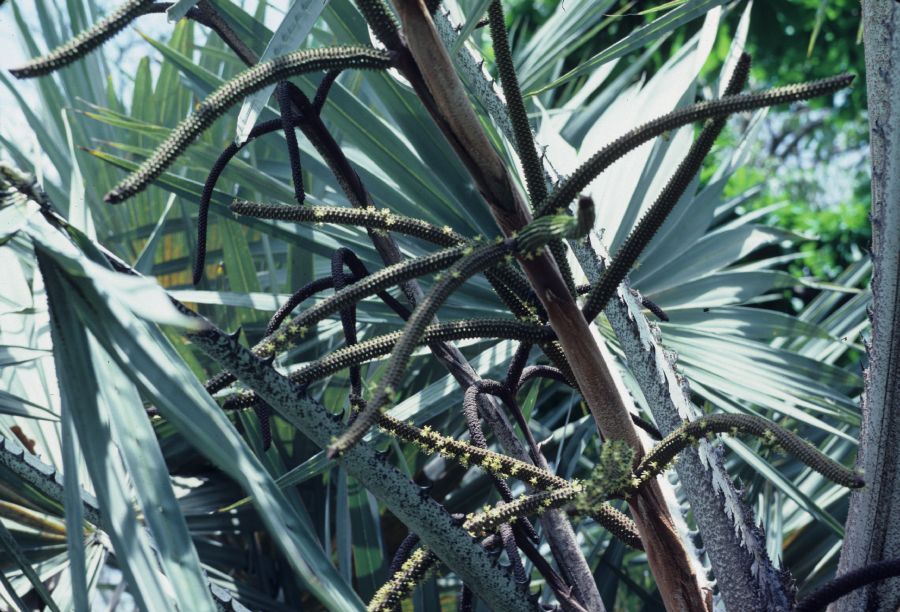 Arecaceae Latania loddigesii