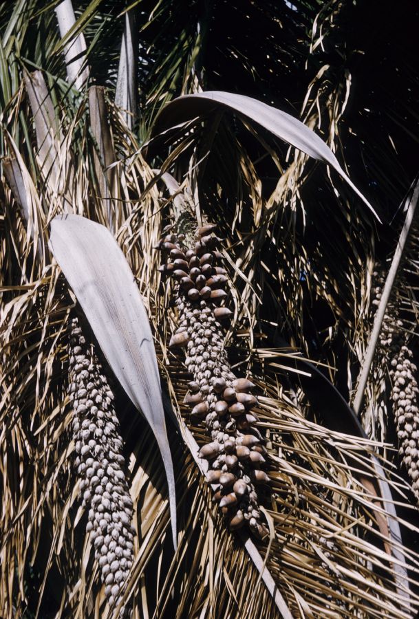 Arecaceae Orbignya cohune