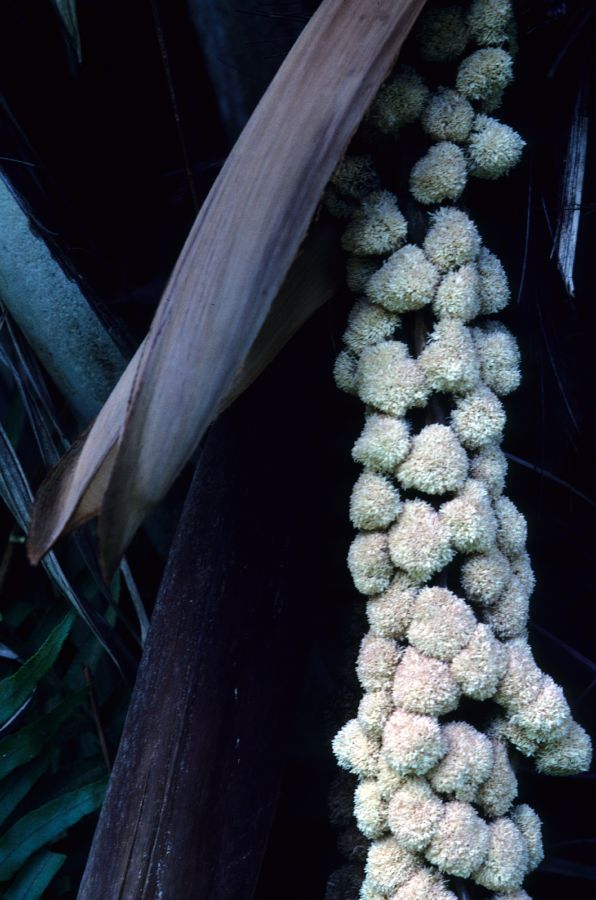 Arecaceae Phytelephas aequatorialis