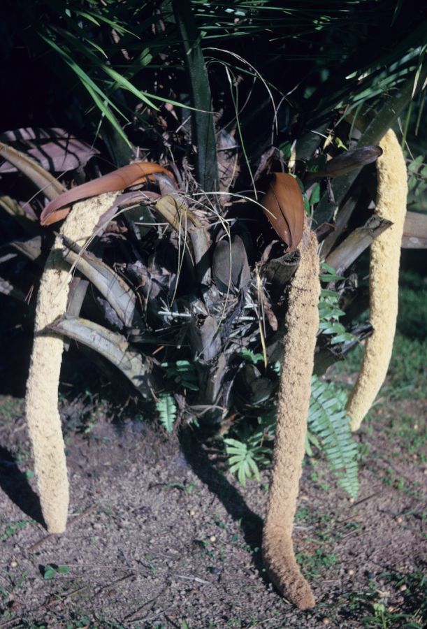 Arecaceae Phytelephas macrocarpa