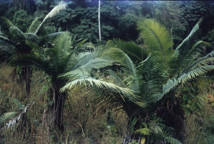 Arecaceae Phytelephas seemanii