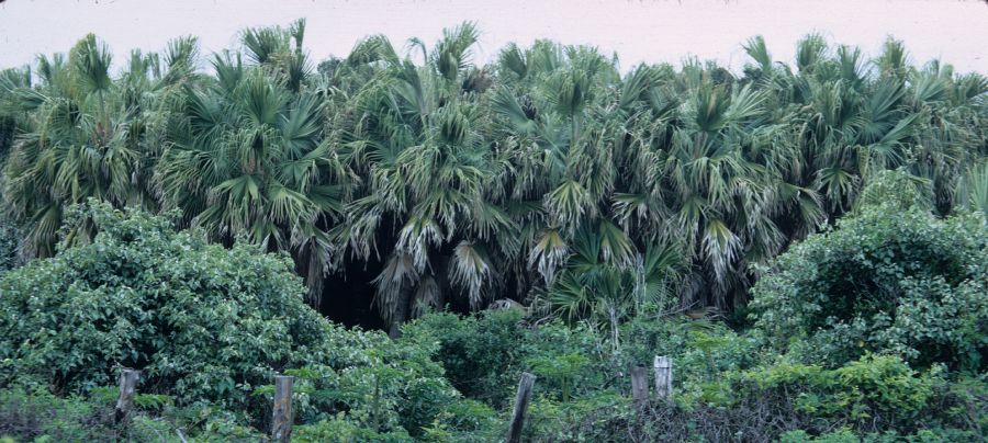 Arecaceae Livistona chinensis