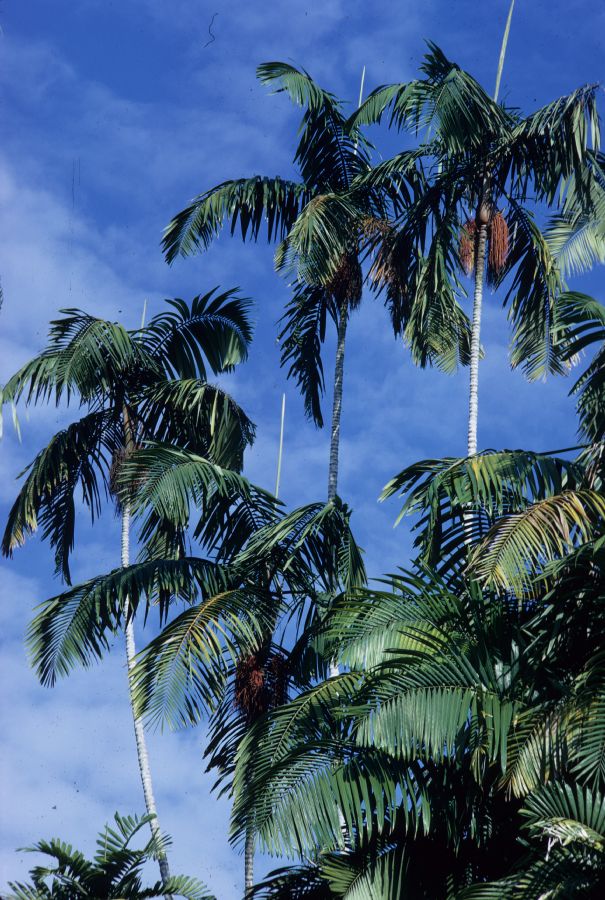 Arecaceae Oenocarpus 