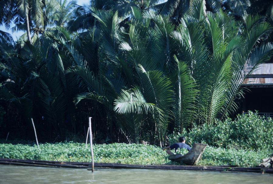 Arecaceae Nypa fruticans