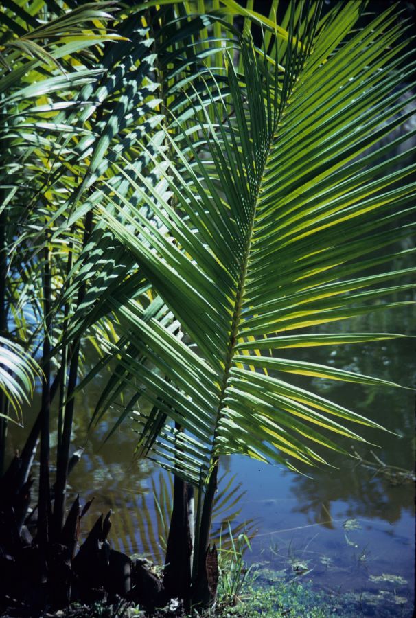 Arecaceae Nypa fruticans