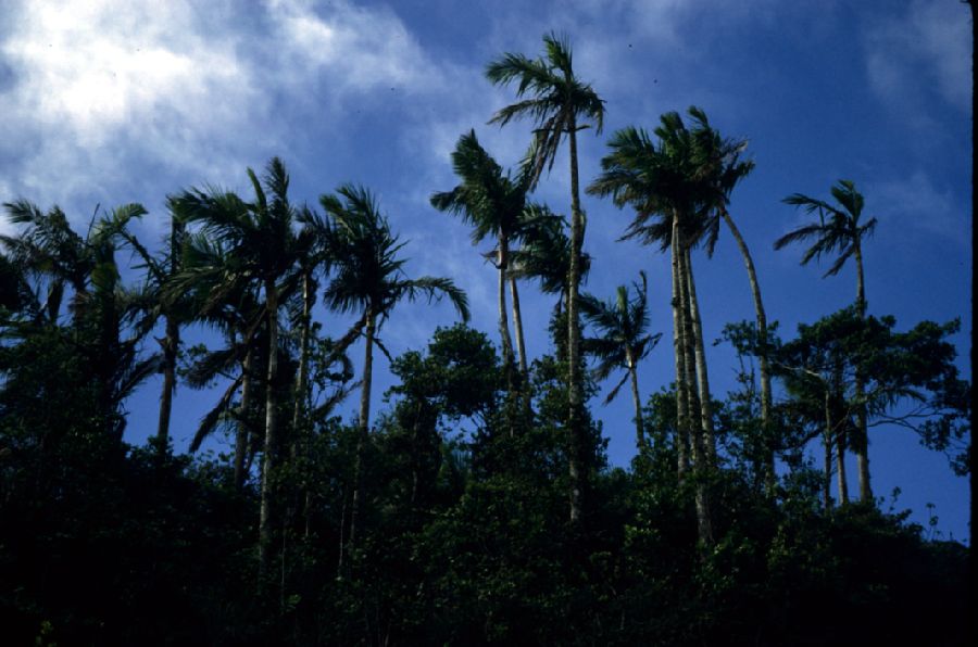 Arecaceae Prestoea montana