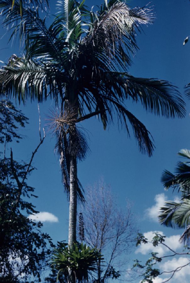 Arecaceae Prestoea montana