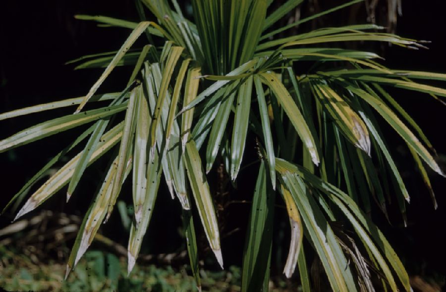 Arecaceae Raphia humilis