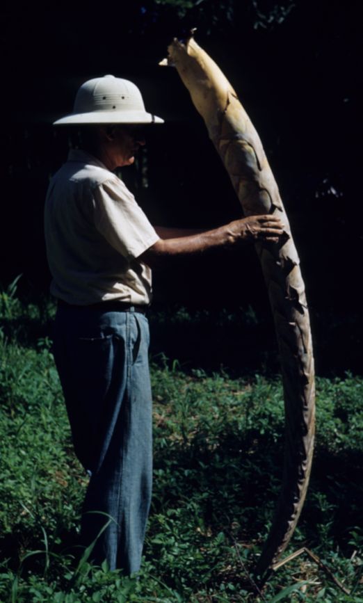 Arecaceae Raphia ruffia