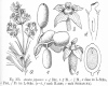 image of Aucuba japonica