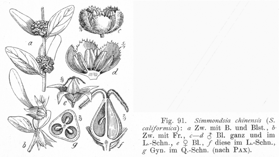 Simmondsiaceae Simmondsia chinensis