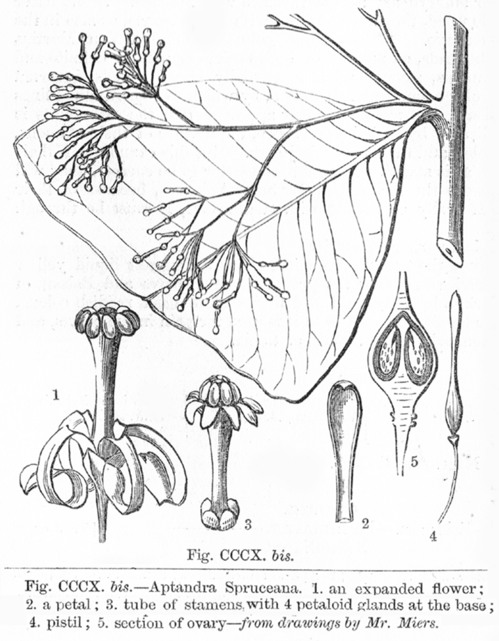 Aptandraceae Aptandra spruceana