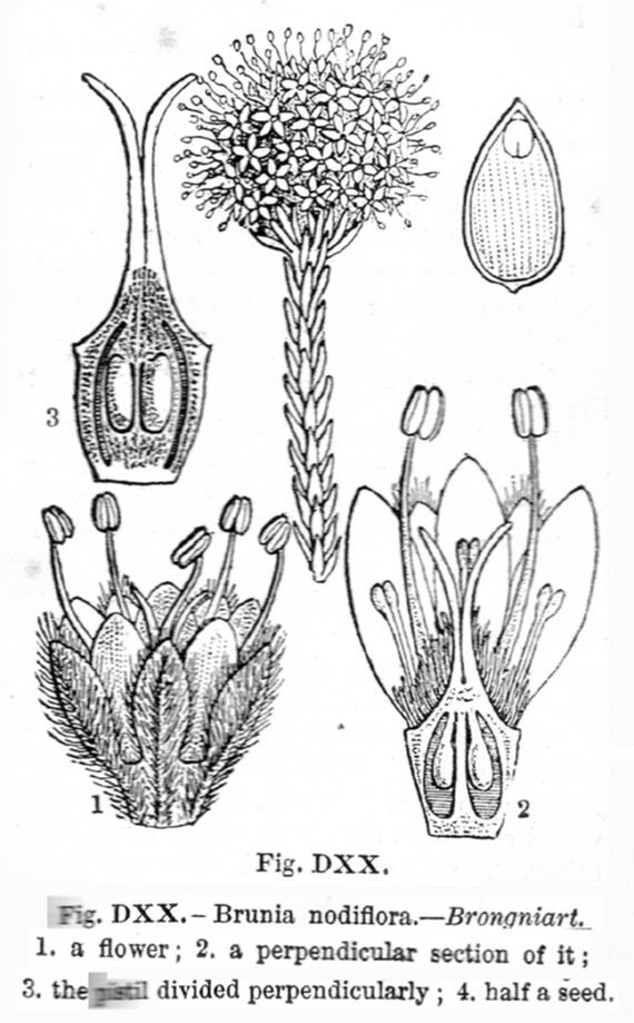 Bruniaceae Brunia nodiflora