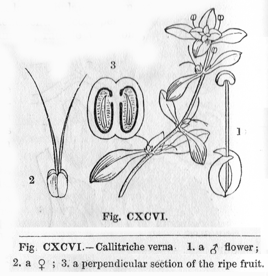 Plantaginaceae Callitriche verna