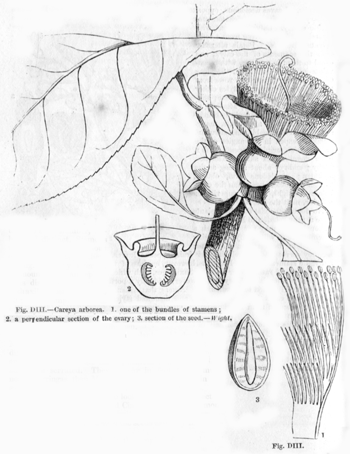 Lecythidaceae Careya arborea