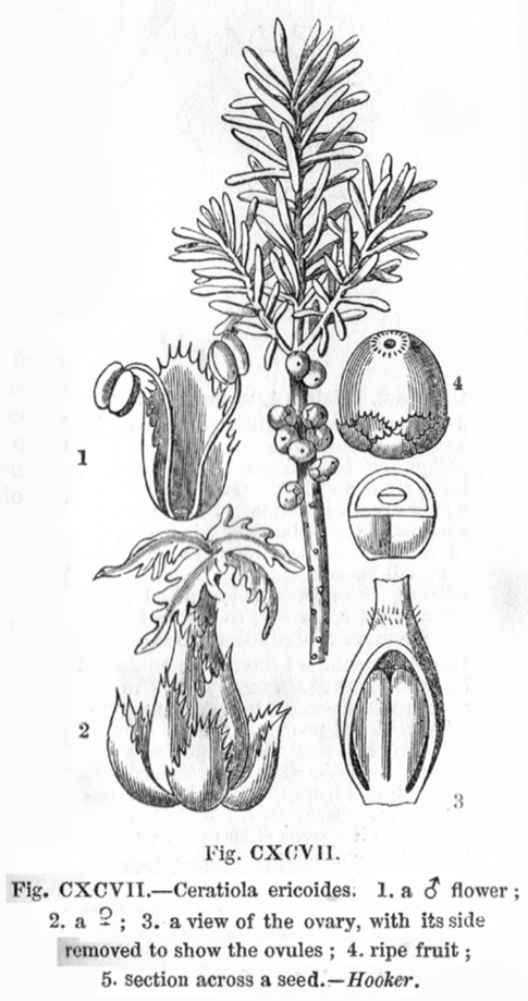 Ericaceae Ceratiola ericoides