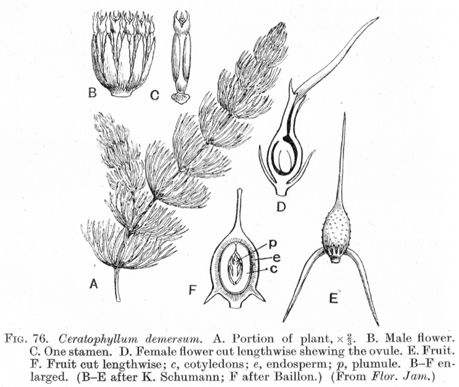 Ceratophyllaceae Ceratophyllum demersum