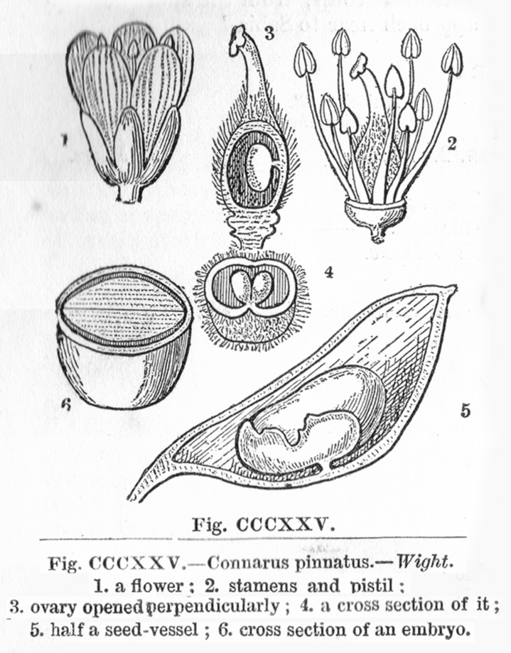 Connaraceae Connarus pinnatus