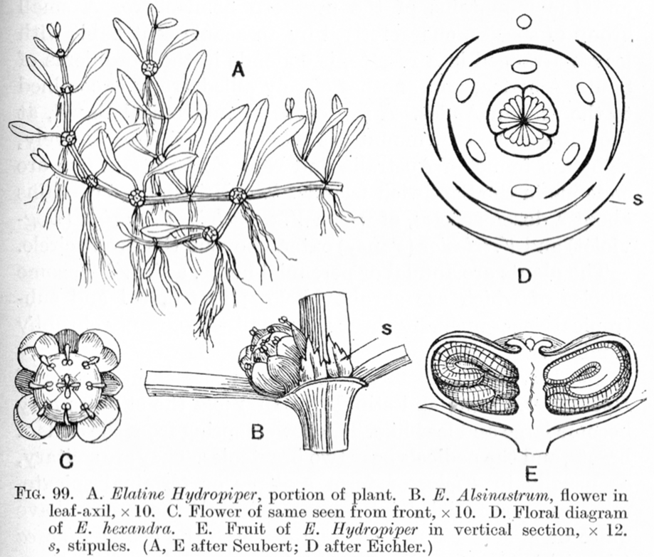 Elatinaceae Elatine hydropiper