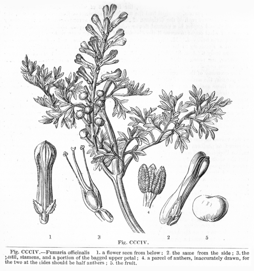 Papaveraceae Fumaria officinalis