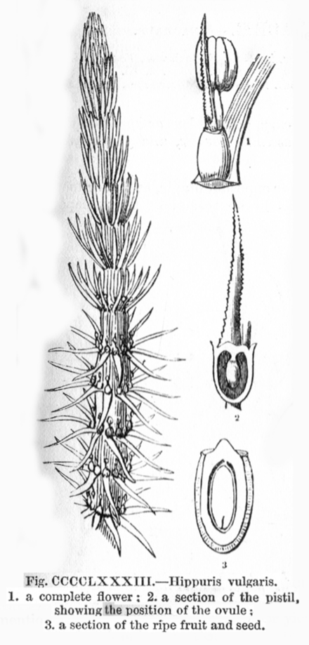 Plantaginaceae Hippuris vulgaris