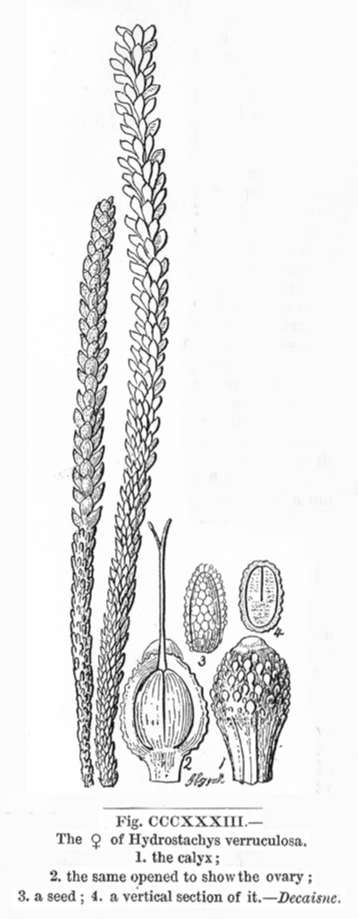Hydrostachyaceae Hydrostachys verruculosa