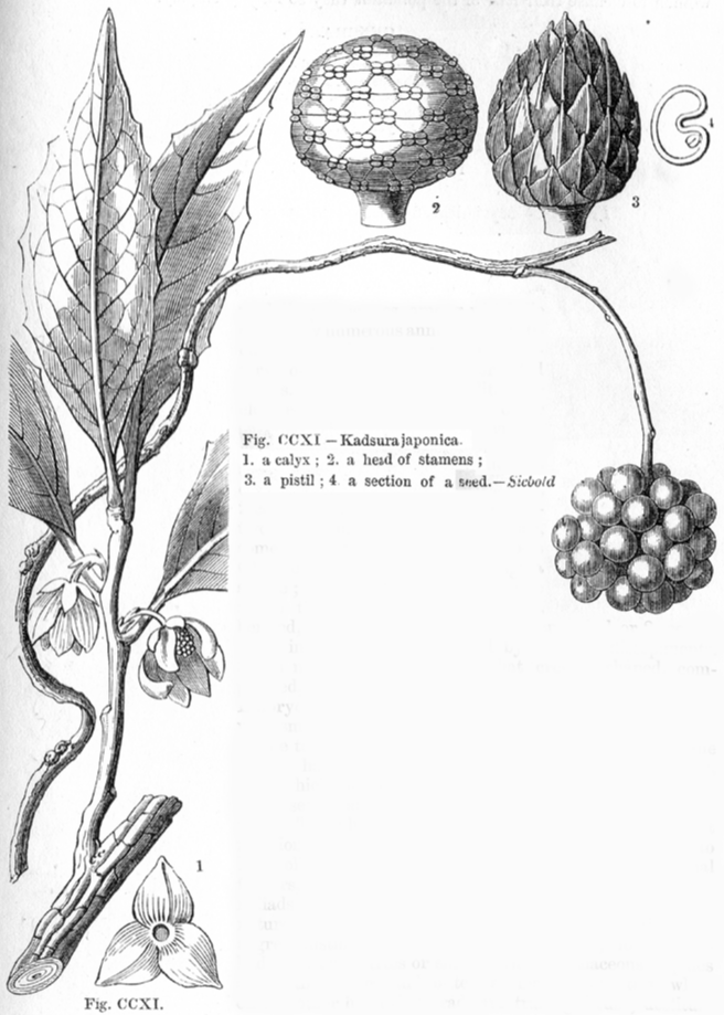 Schisandraceae Kadsura japonica