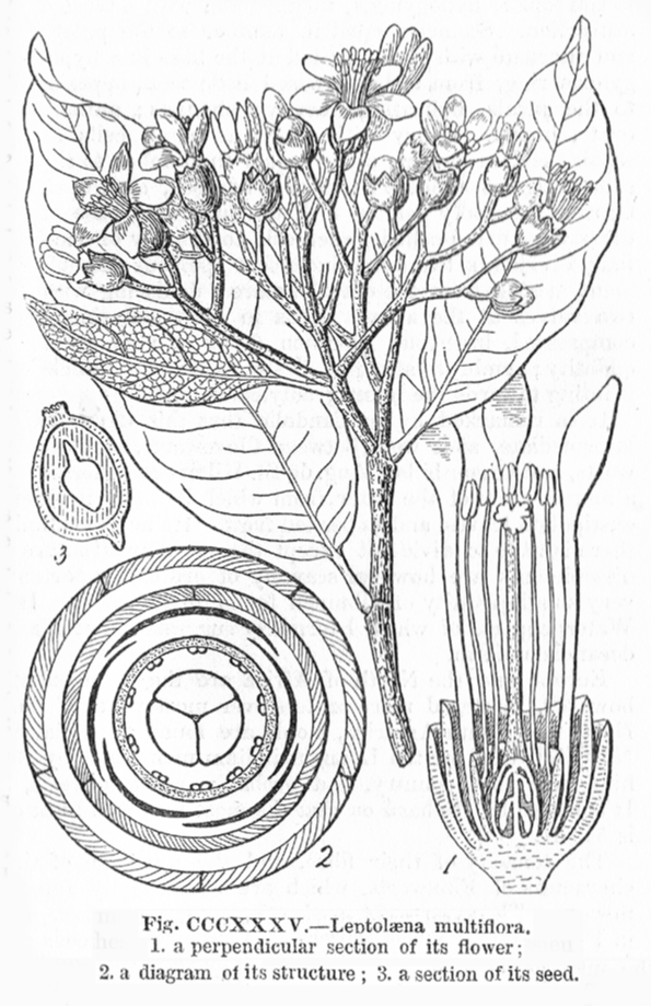 Sarcolaenaceae Leptolaena multiflora