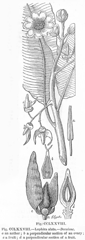 Ochnaceae Lophira alata