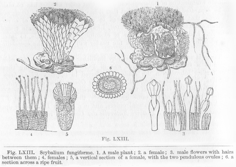 Balanophoraceae Scybalium fungiforme