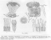 image of Scybalium fungiforme