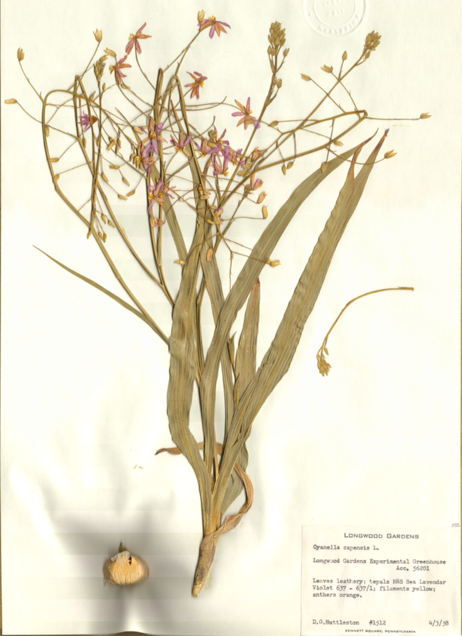 Tecophilaeaceae Cyanella capensis