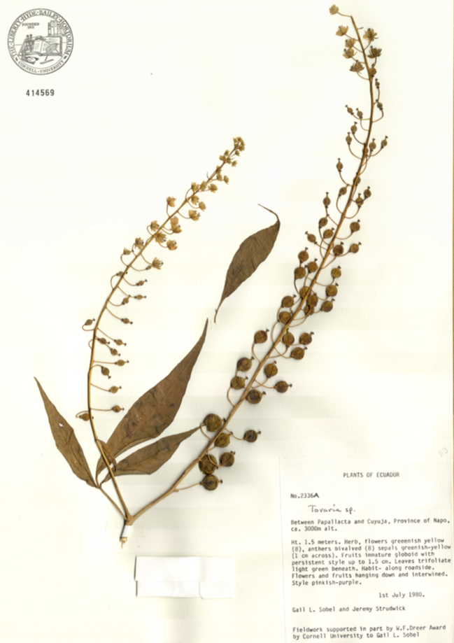 Tovariaceae Tovaria 