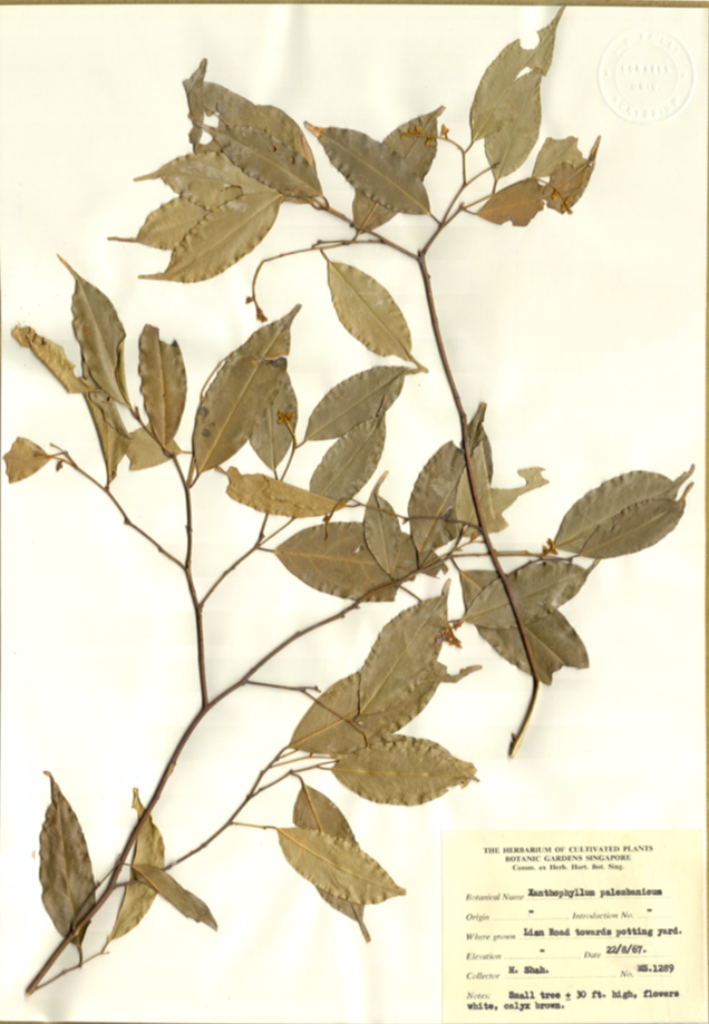 Polygalaceae Xanthophyllum palembanicum