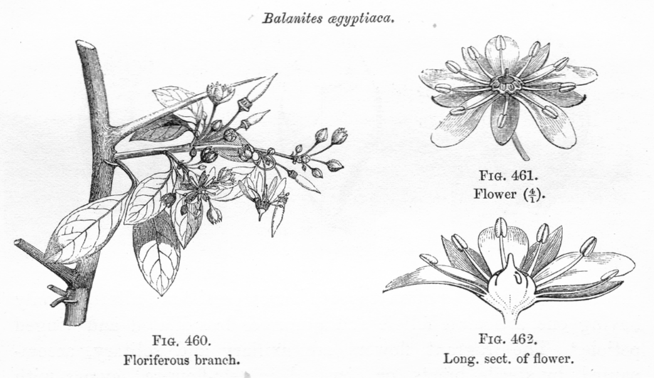 Zygophyllaceae Balanites aegyptiaca