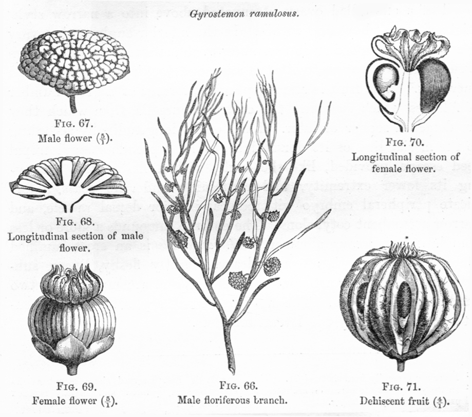 Gyrostemonaceae Gyrostemon ramulosus