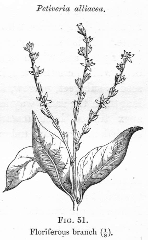 Phytolaccaceae Petiveria alliacea