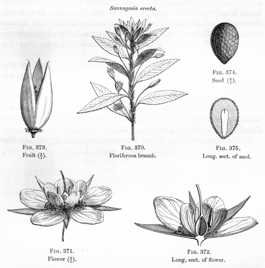 Ochnaceae Sauvagesia erecta