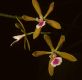 image of Epidendrum tampense