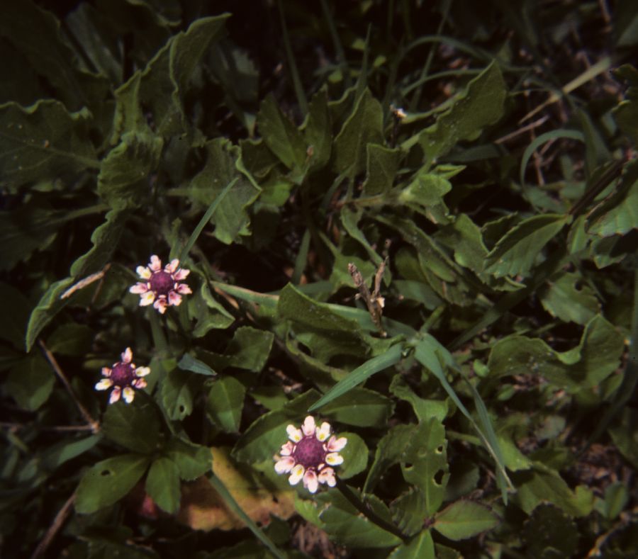 Verbenaceae Lippia nordiflora