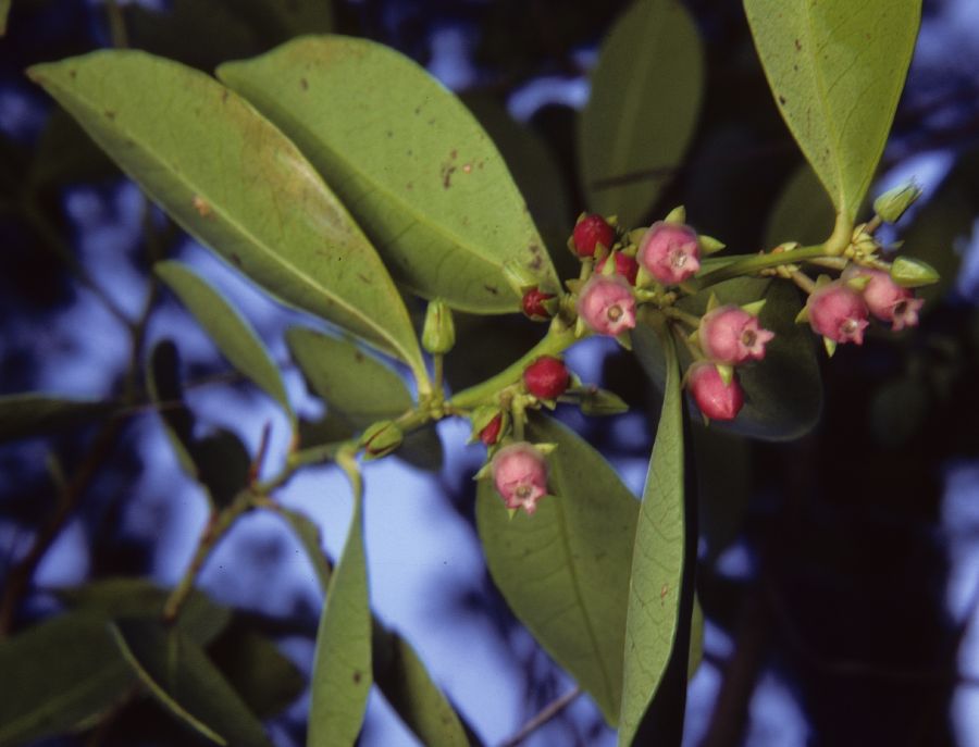 Ericaceae Lyonia lucidum