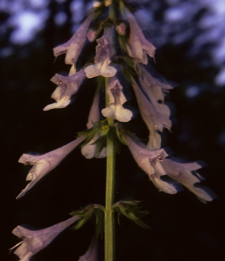 Lamiaceae Salvia lyrata