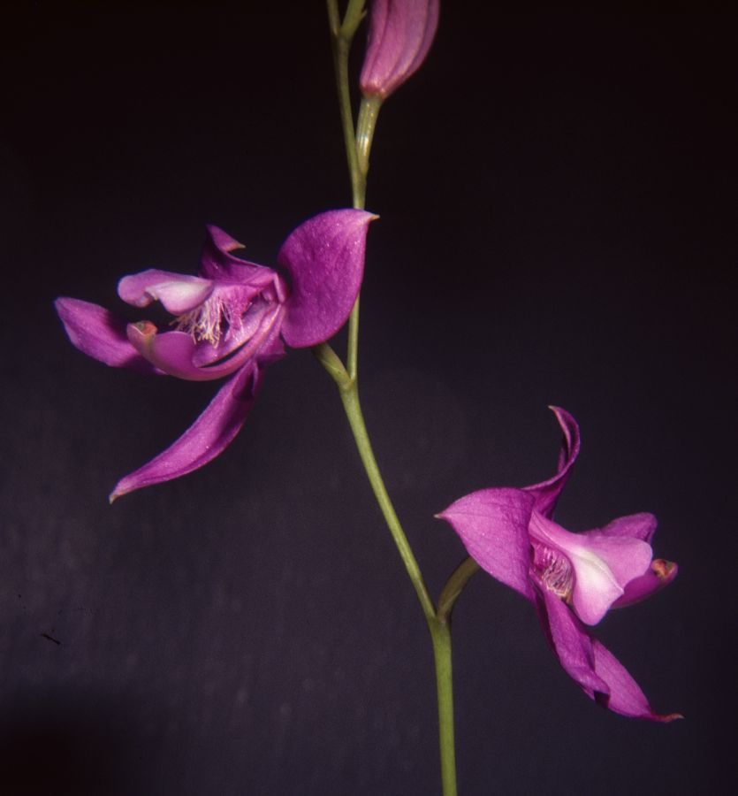 Orchidaceae Calopogon 