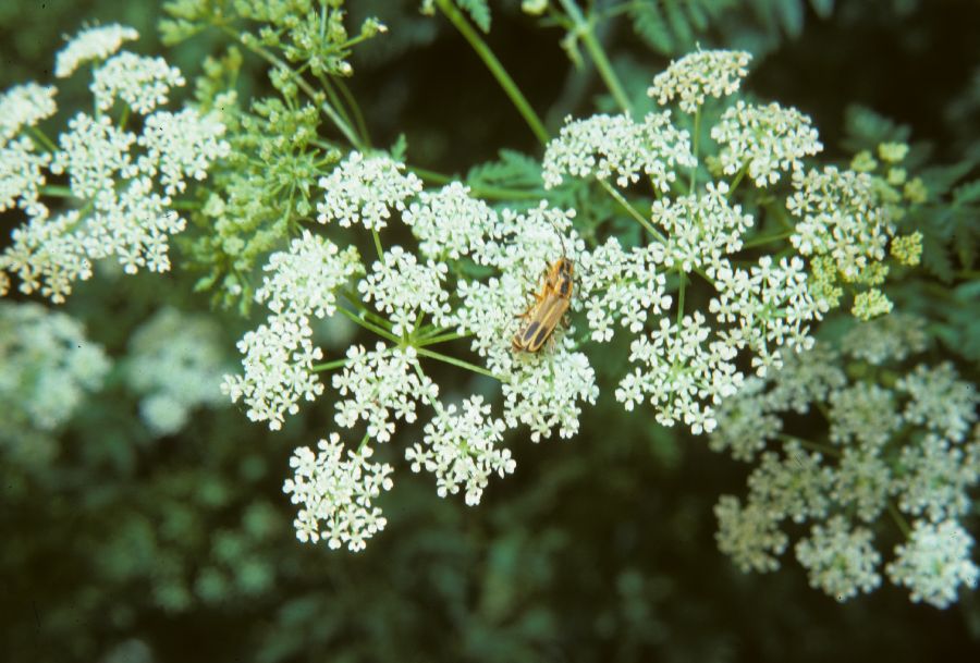 Apiaceae Conium maculatum
