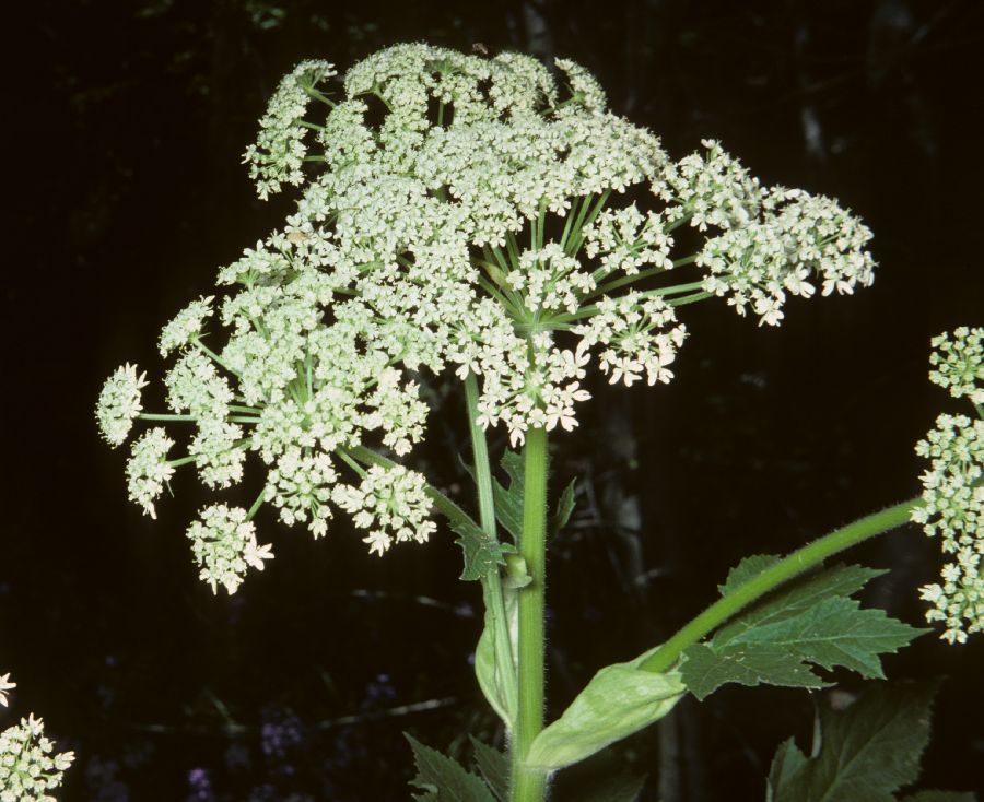 Apiaceae Heracleum lanatum